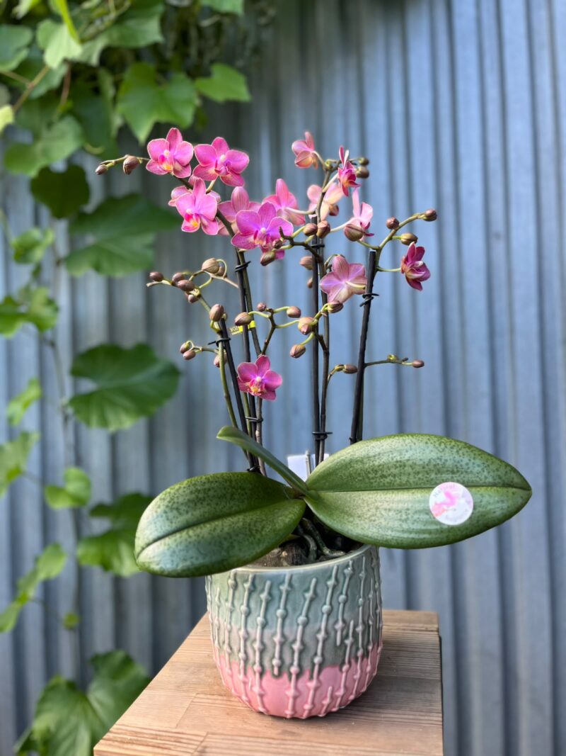 Phalaenopsis Aromio Floral | Storczyk Pachnący
