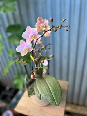 Phalaenopsis Aromio Oriental | Storczyk pachnący
