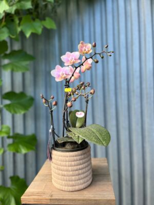 Phalaenopsis Aromio Oriental | Storczyk pachnący