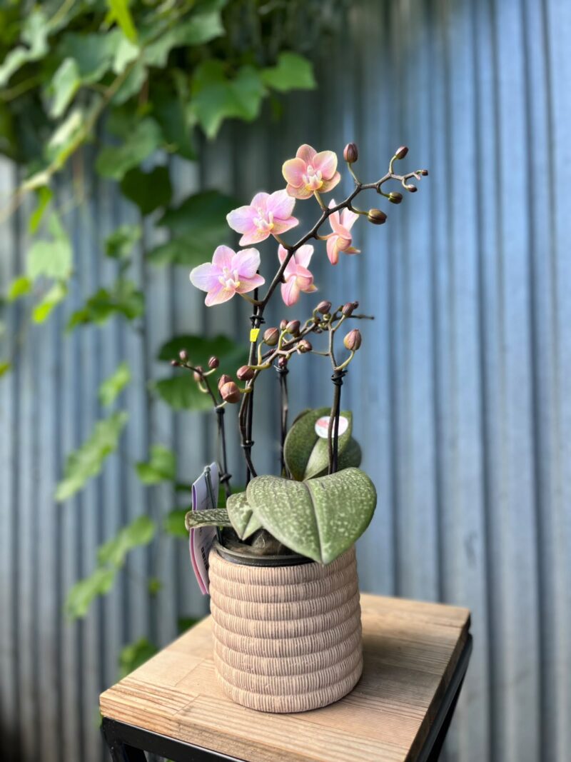 Phalaenopsis Aromio Oriental | Storczyk pachnący