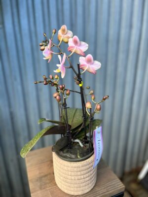 Phalaenopsis Aromio Oriental | Storczyk pachnący