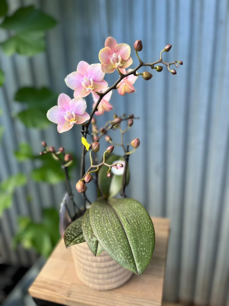 Phalaenopsis Aromio Oriental | Storczyk pachnący