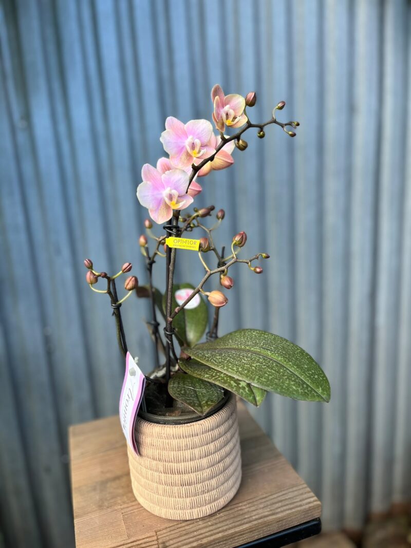 Phalaenopsis Aromio Oriental | Storczyk pachnący