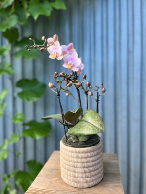 Phalaenopsis Aromio Oriental | Storczyk pachnący