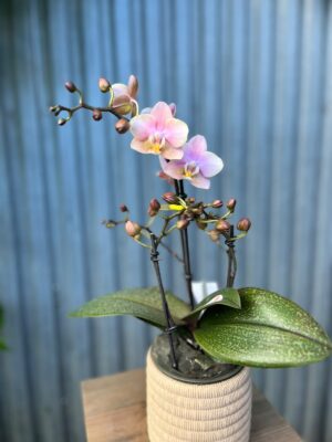 Phalaenopsis Aromio Oriental | Storczyk pachnący