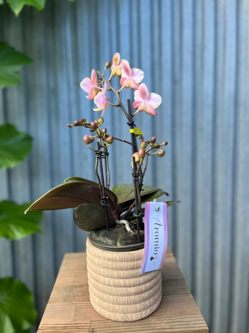 Phalaenopsis Aromio Oriental | Storczyk pachnący