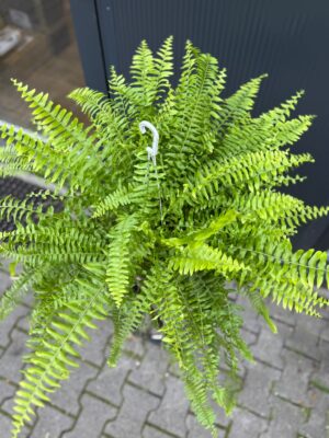 Paproć Boston ‘Blue Bell’ | Nephrolepis exaltata