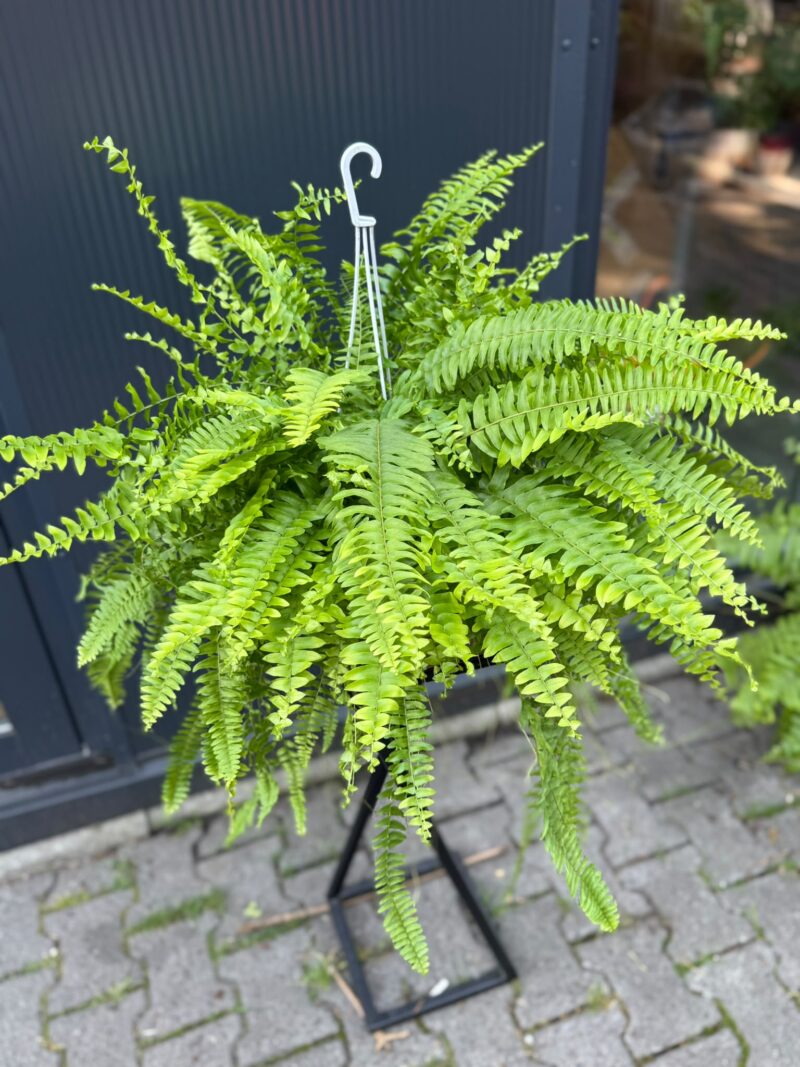 Paproć Boston ‘Blue Bell’ | Nephrolepis exaltata