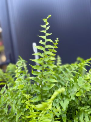 Paproć Boston ‘Blue Bell’ | Nephrolepis exaltata