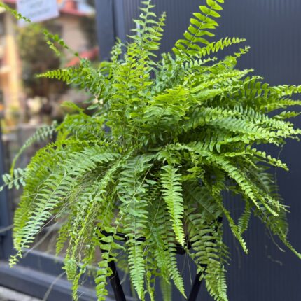 Paproć Boston ‘Blue Bell’ | Nephrolepis exaltata