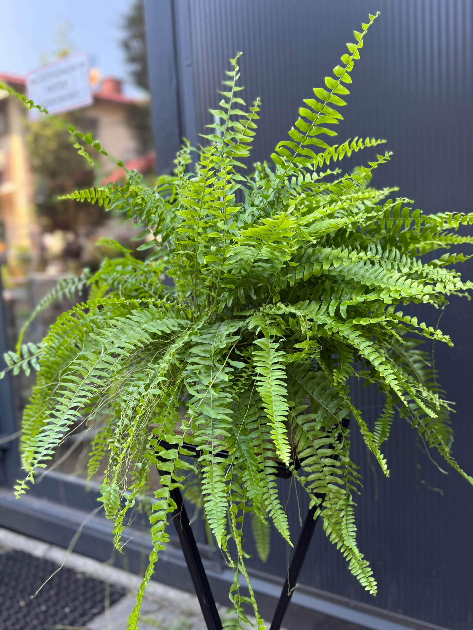 Paproć Boston 'Blue Bell' | Nephrolepis exaltata