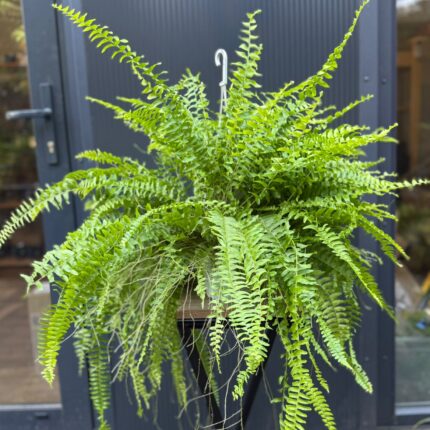 Paproć Boston ‘Blue Bell’ | Nephrolepis exaltata