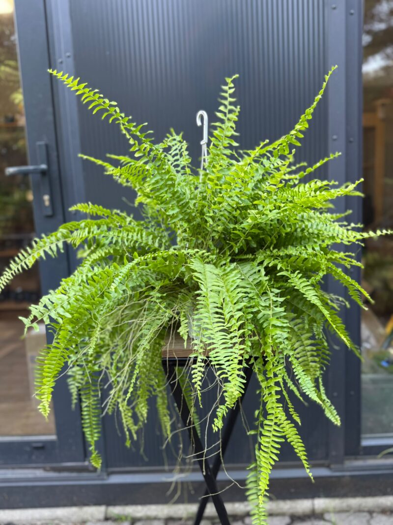Paproć Boston ‘Blue Bell’ | Nephrolepis exaltata