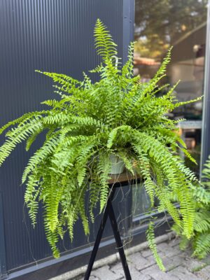 Paproć Boston ‘Blue Bell’ | Nephrolepis exaltata