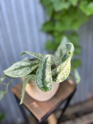Scindapsus Trebie