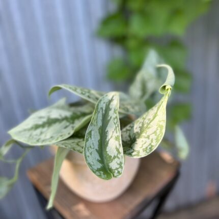 Scindapsus Trebie