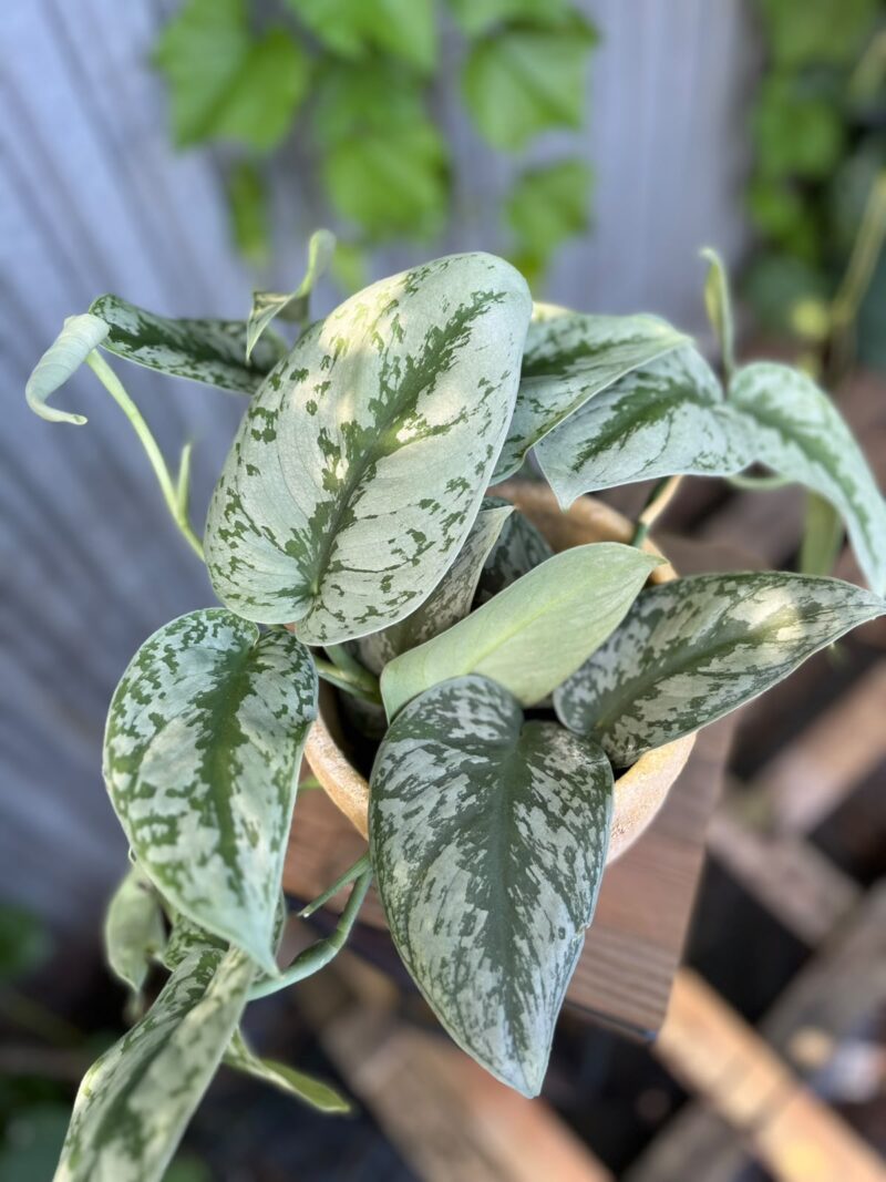 Scindapsus Trebie