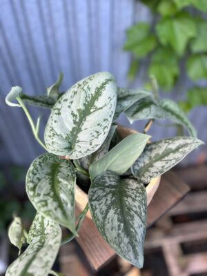 Scindapsus Trebie