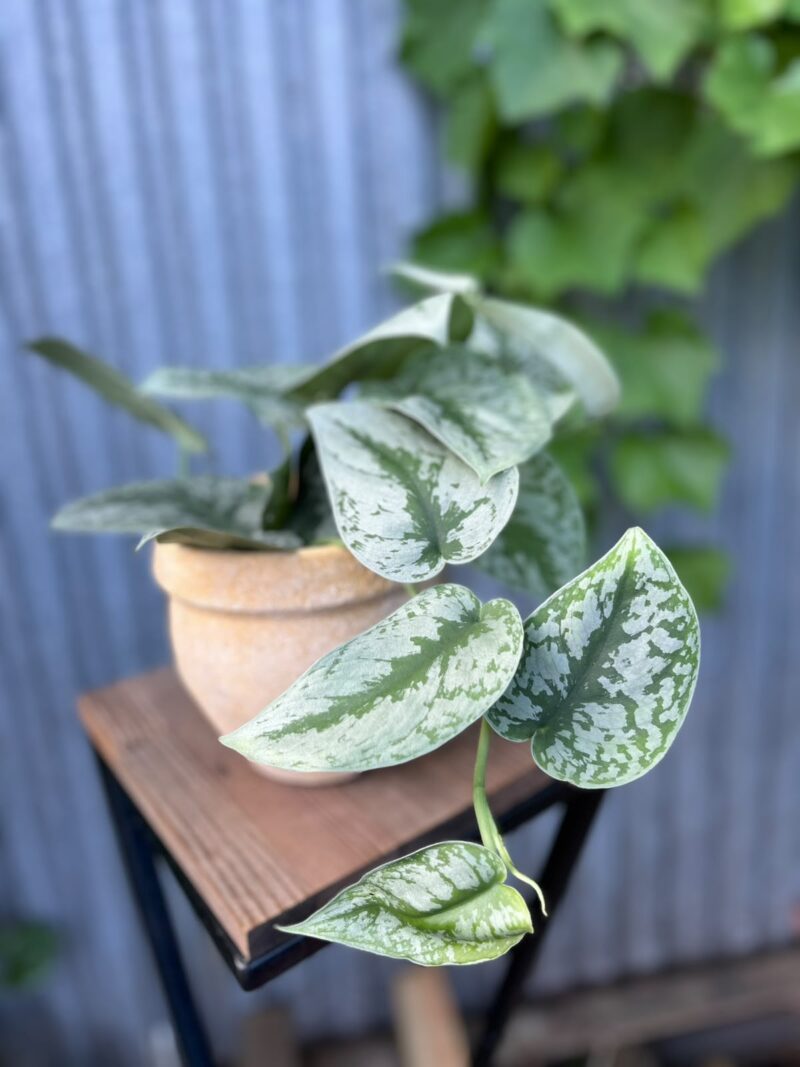 Scindapsus Trebie