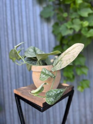 Scindapsus Trebie