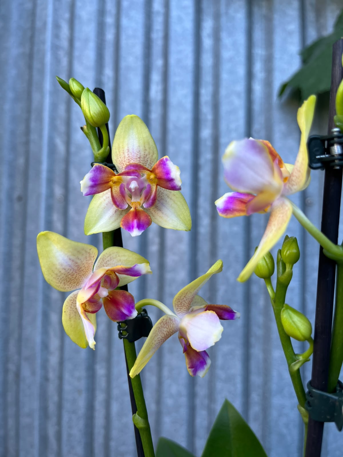 Phalaenopsis I-Hsin Venus 'Peloric' | Storczyk