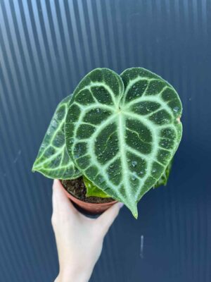 Anthurium Clarinervium Variegata