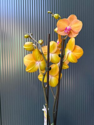 Phalaenopsis ‘Tamara’ | Storczyk