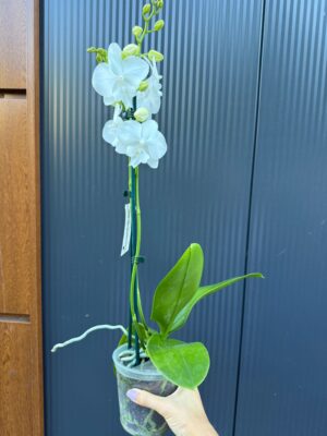Phalaenopsis Charming Snow Big Lip | Storczyk