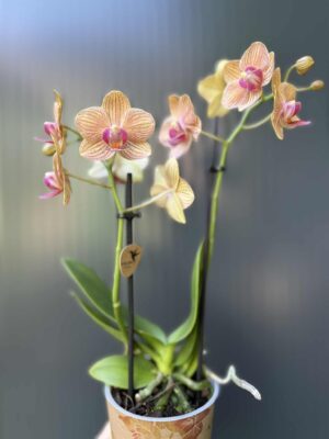 Phalaenopsis ‘Jamaica’ | Storczyk