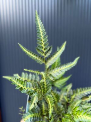 Paproć Arachniodes aristata ‘Variegata’