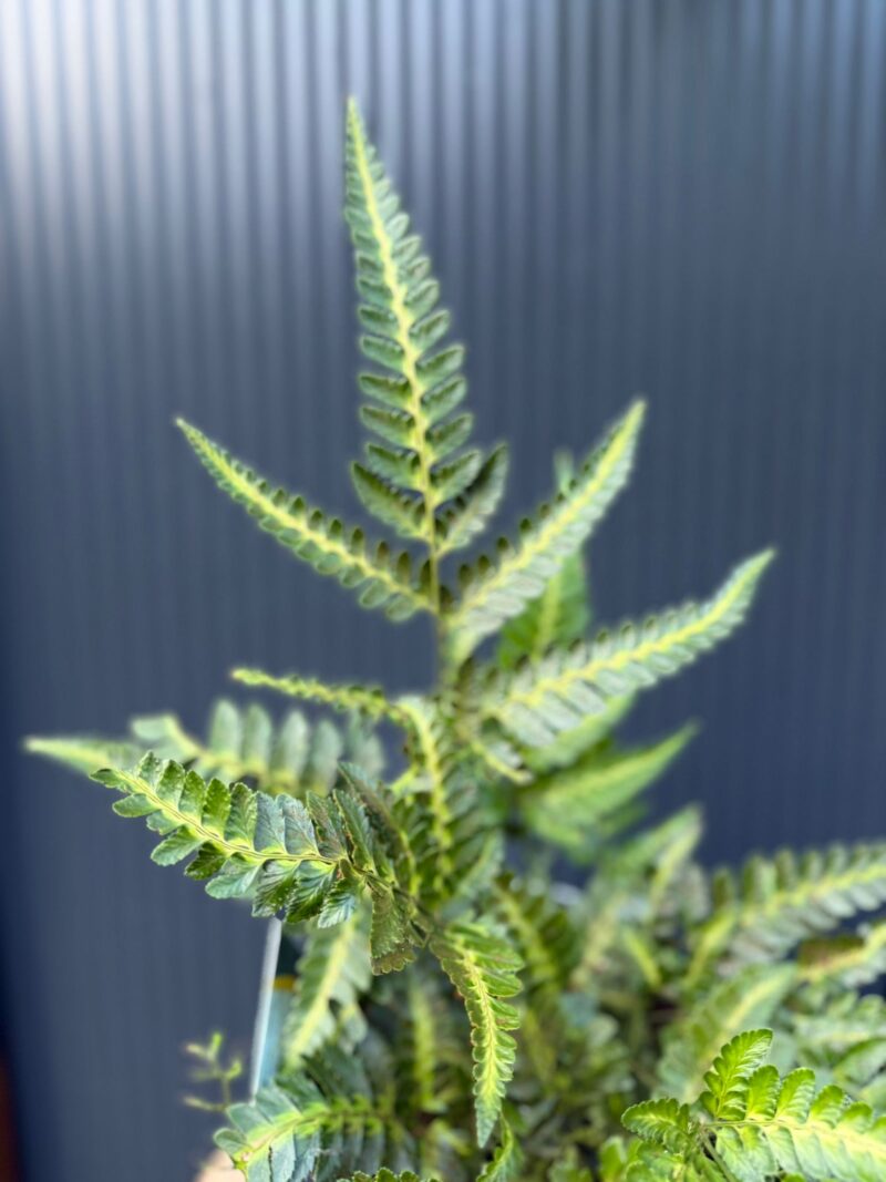 Paproć Arachniodes aristata ‘Variegata’