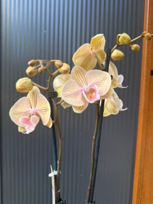 Phalaenopsis Karen Big Lip | Storczyk