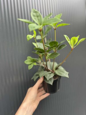 Peperomia pereskifolia