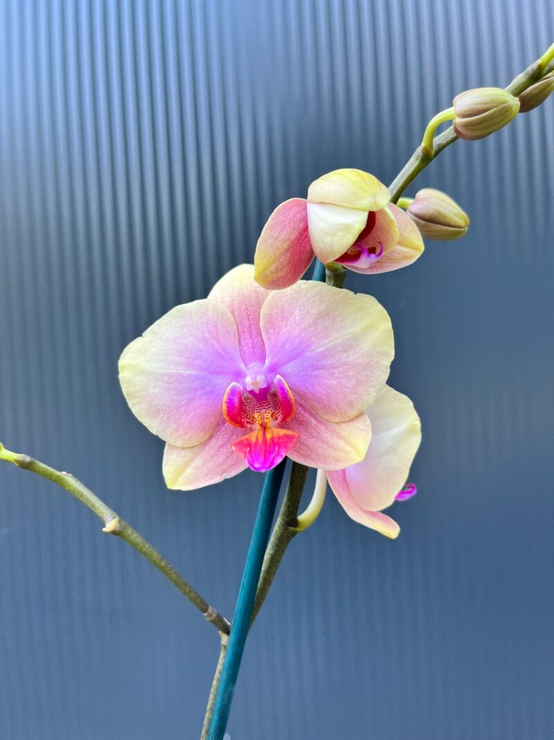 Phalaenopsis Malmo | Storczyk Phalaenopsis Malmo | Storczyk
