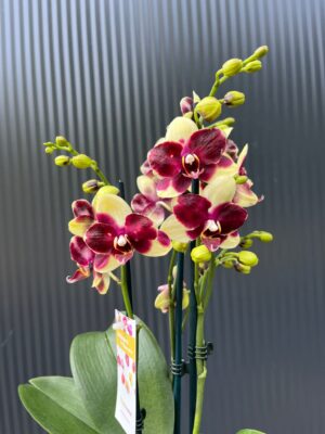 Phalaenopsis Catania | Storczyk bez pączków