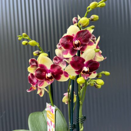 Phalaenopsis Catania | Storczyk bez pączków