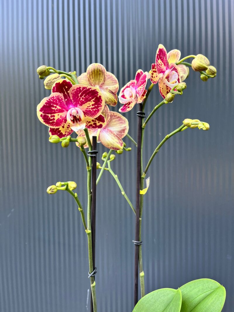 Phalaenopsis Optistar Spears | storczyk Phalaenopsis Optistar Spears | storczyk