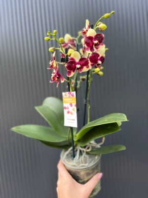 Phalaenopsis Catania | Storczyk bez pączków