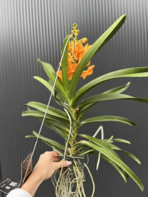 Storczyk Vanda 6