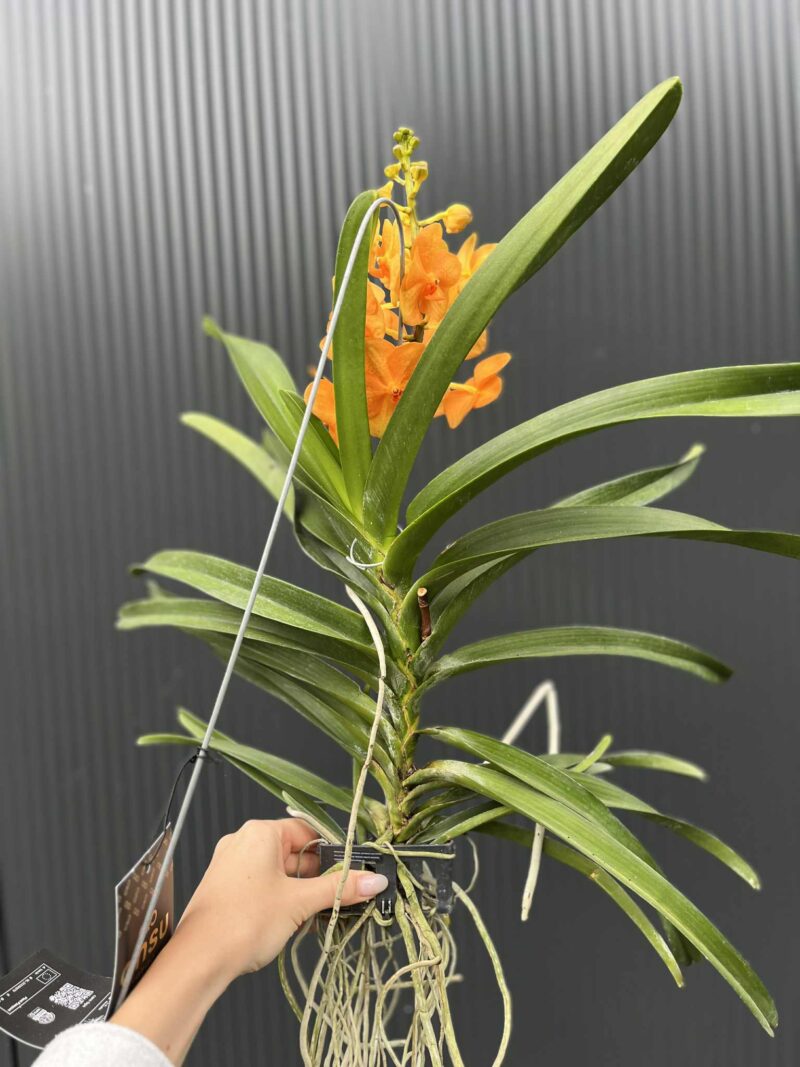 Storczyk Vanda 6