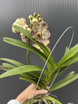 Storczyk Vanda 4