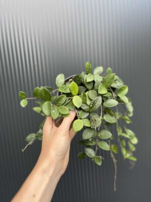 Hoya mathilde