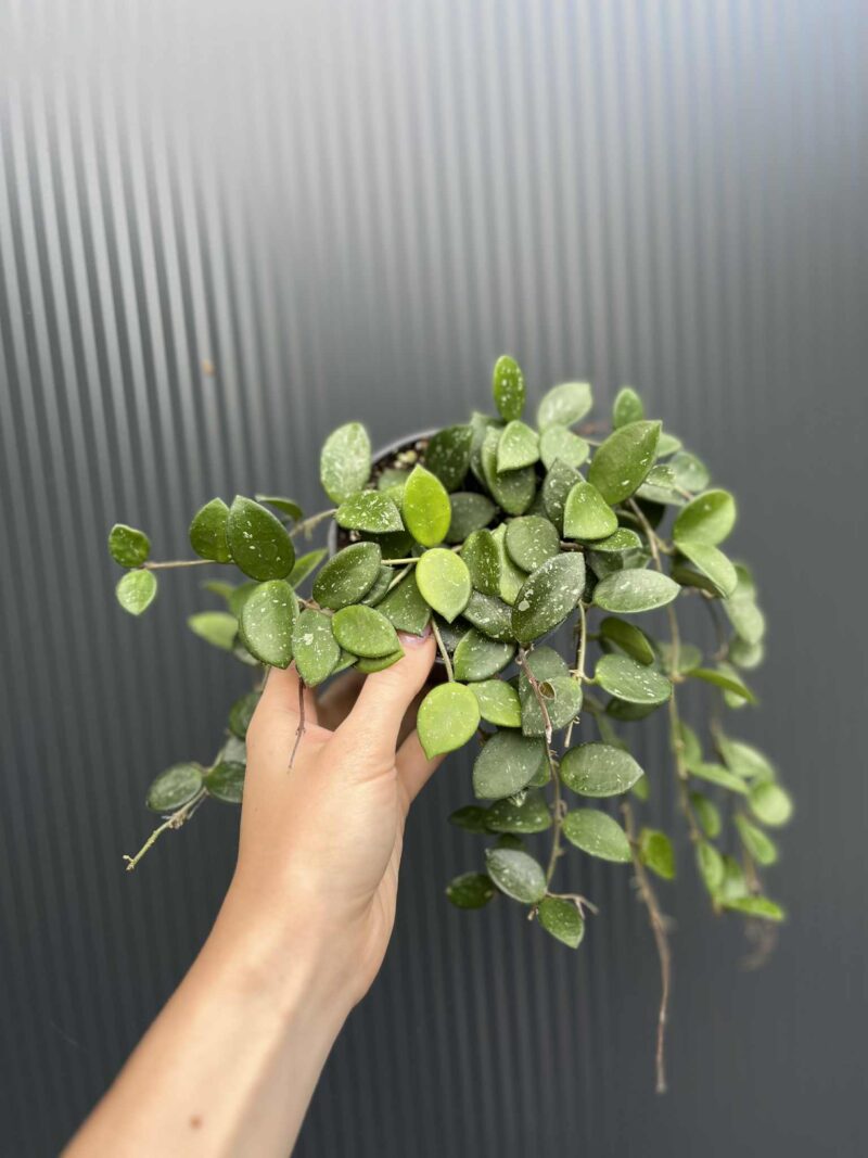Hoya mathilde