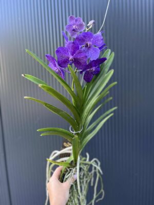 Storczyk Vanda 2