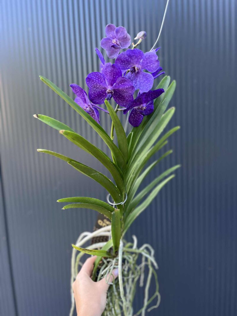 Storczyk Vanda 2