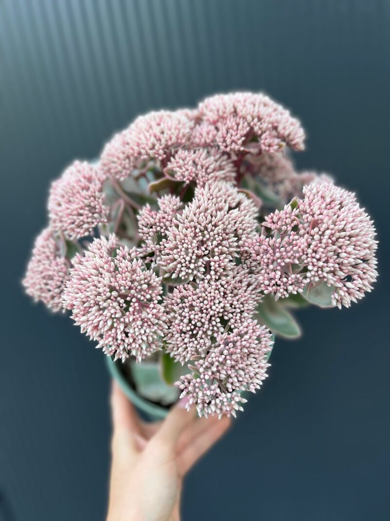 Sedum telephium „la Vie en Rose” rozchodnik variegata