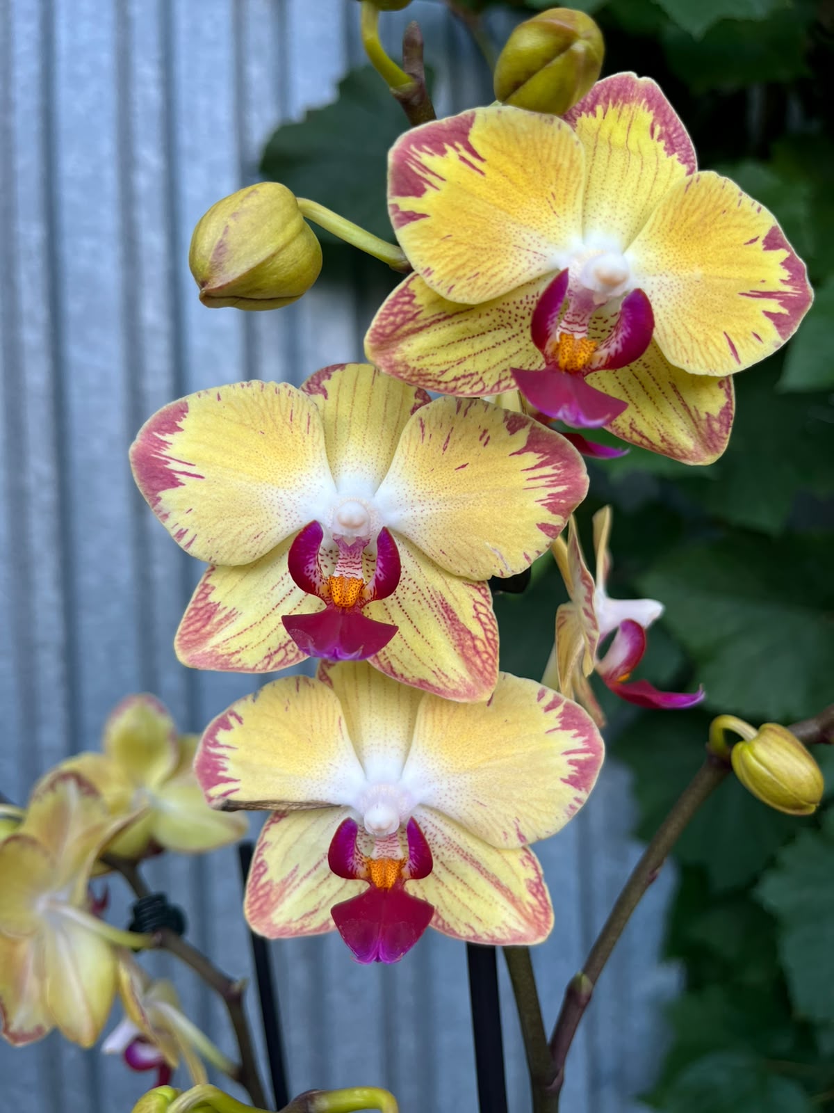 Phalaenopsis Papagayo | Storczyk