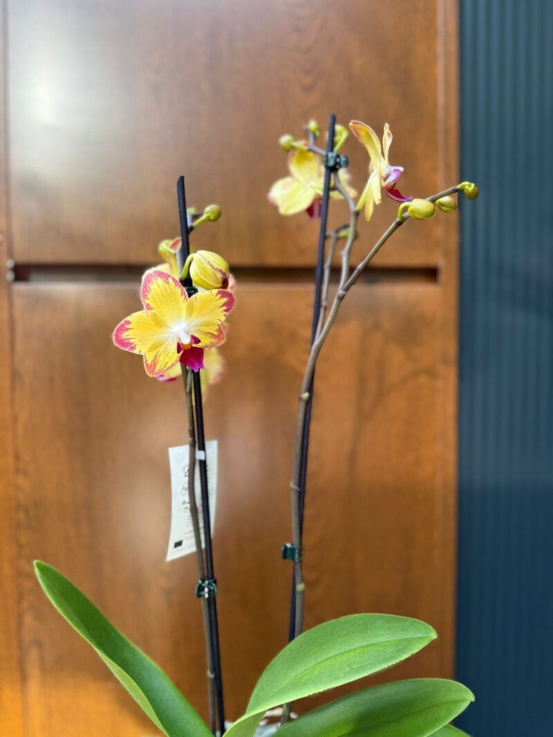 Phalaenopsis Papagayo | Storczyk Phalaenopsis Papagayo | Storczyk