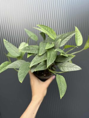 Epipremnum Cebu blue