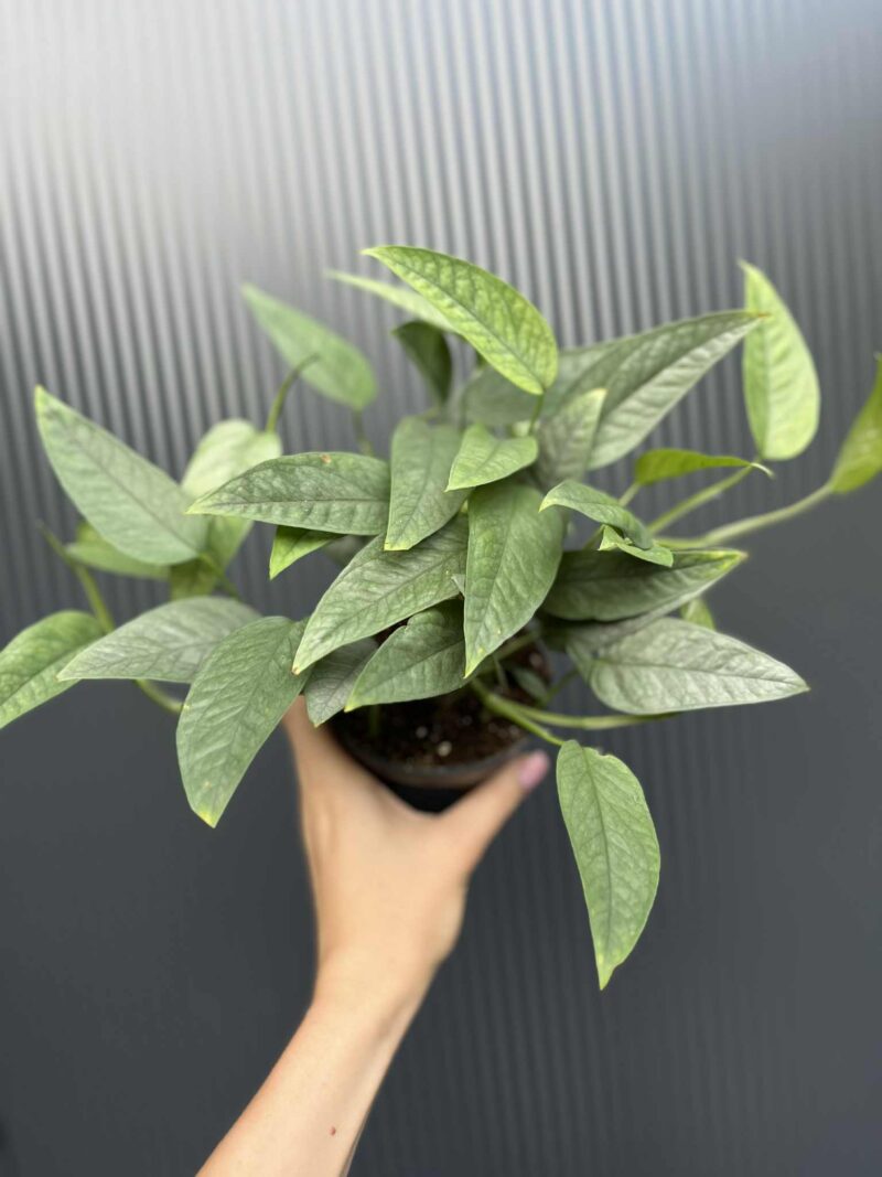 Epipremnum Cebu blue